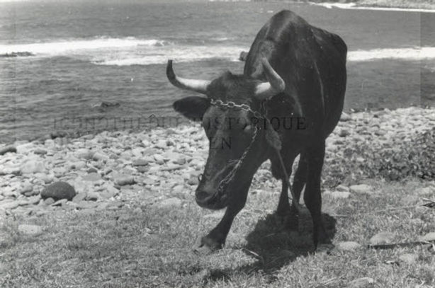 Photo d'archives en noir et blanc représentant un Boeuf au bord de mer