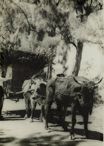 Un attelage de la charette boeuf réunionnaise, image en noir et blanc