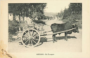 Photo d'archives représentant un transport constitué d'un homme sur sa charette tirée par un boeuf Moka